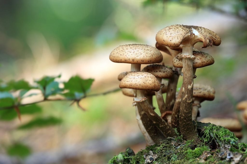 close-up-photo-of-mushroom-during-daytime-45205 Detailed close-up of wild mushrooms on mossy forest ground with blurred background.